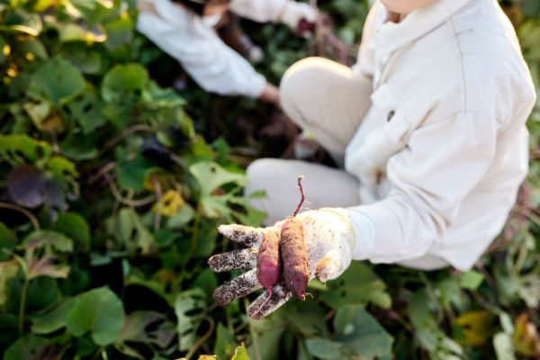 how to grow sweet potatoes