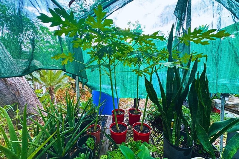 Can i grow papaya from seeds