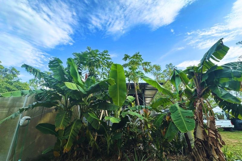 Can i grow pawpaws in my garden in Australia