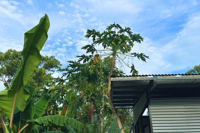 Growing papayas