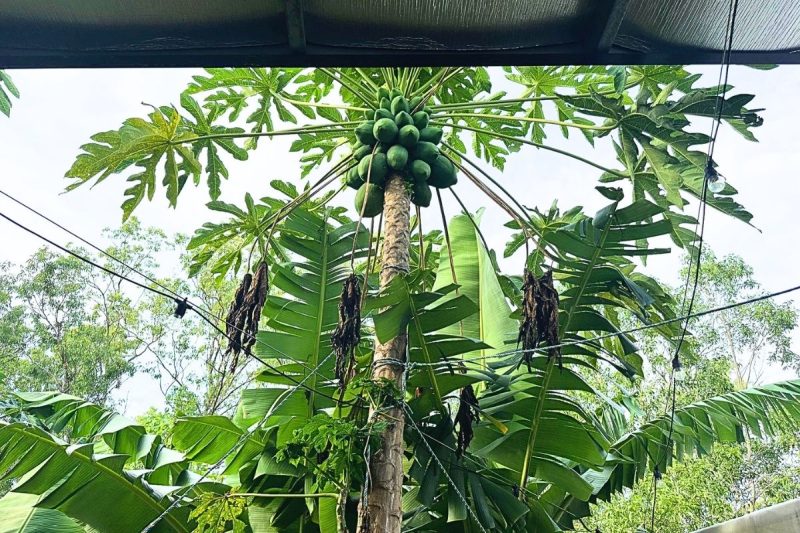 How to grow pawpaws in australia