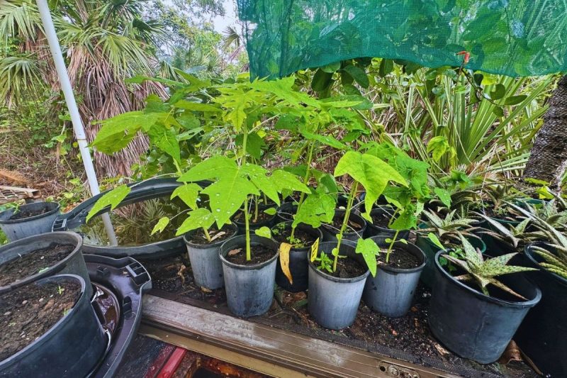 Is it pawpaw or papaya