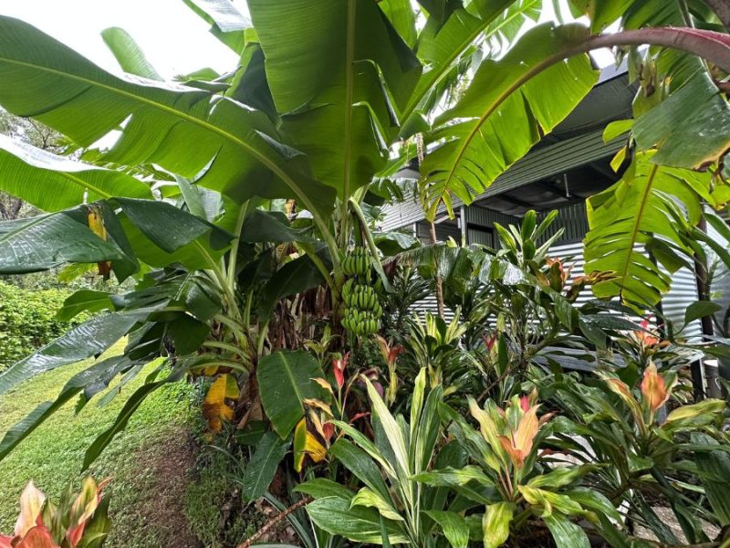 Growing bananas in the wet season