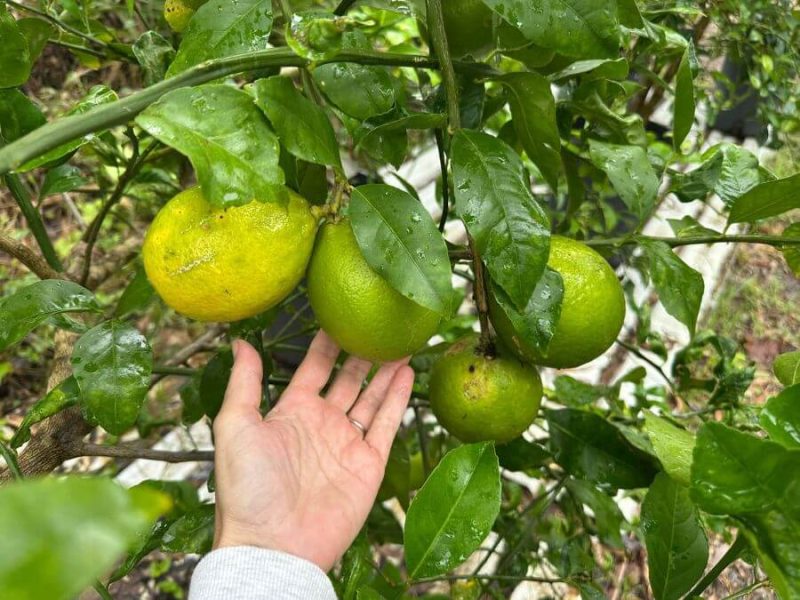 Mystery citrus tree in the garden