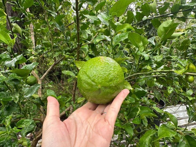 what citrus is this