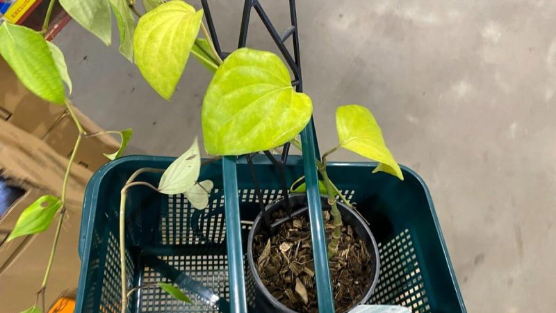 Growing Black pepper