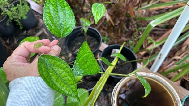 Growing black pepper vine from a cutting